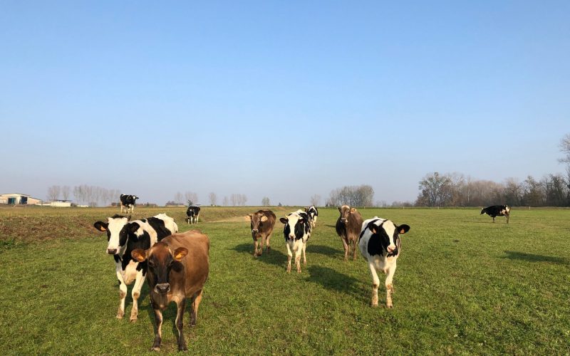vacche al pascolo vicino a Milano